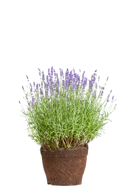 Lavandula angustifolia